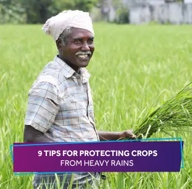 Tips for protecting crops from heavy rains