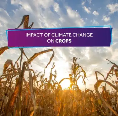 impact-of-climate-change-on-crops