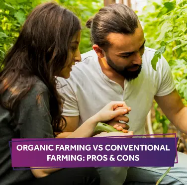 organic-farming-vs-conventional-farming